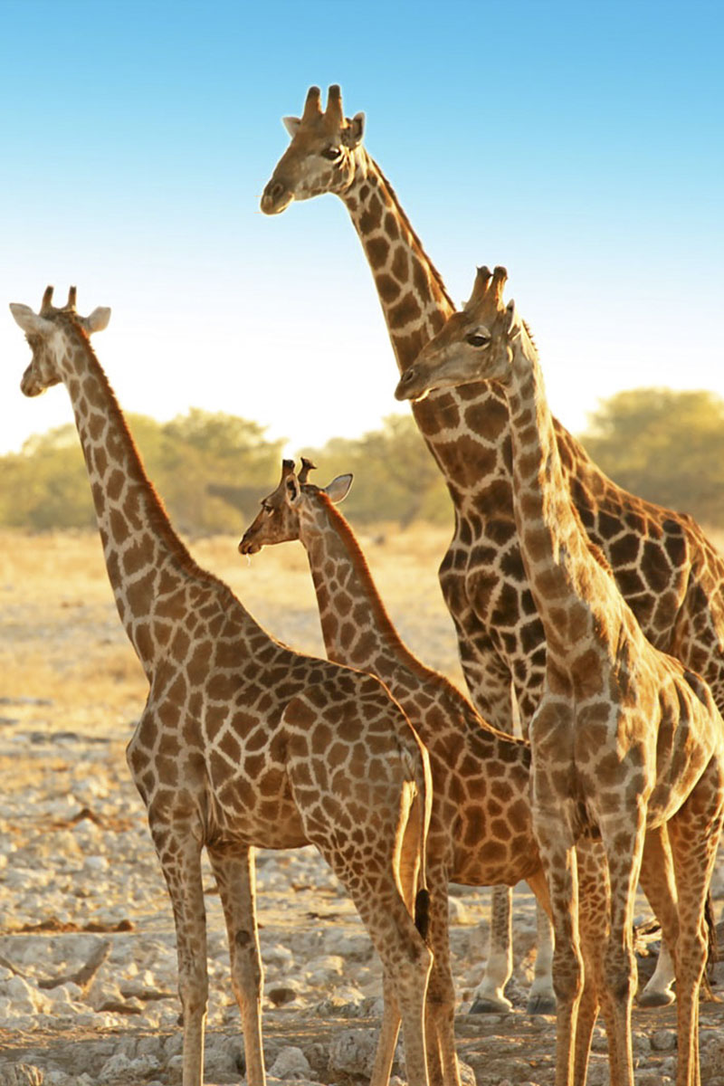 Outdoor family adventure at the lodge